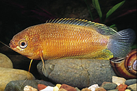 picture of Sunset Thicklip Gourami Reg                                                                          Colisa labiosa