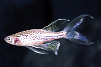 picture of Longfin Leopard Danio Reg                                                                            Brachydanio frankei