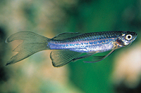 picture of Longfin Blue Danio Reg                                                                               Brachydanio frankei 'Blue'