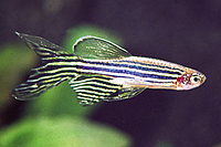 picture of Longfin Zebra Danio Reg                                                                              Brachydanio rerio