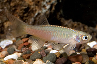 picture of Pearl Danio Reg                                                                                      Brachydanio albolineatus