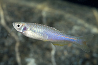 picture of Purple Passion Danio Reg                                                                             Brachydanio roseus