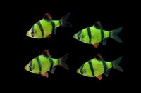 picture of GloFish® Electric Green® Barb Reg                                                                    Puntius tetrazona