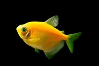 picture of GloFish® Sunburst Orange® Tetra Reg                                                                  Gymnocorymbus ternetzi