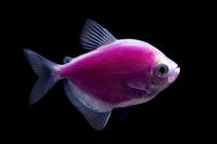 picture of GloFish® Galactic Purple® Tetra Reg                                                                  Gymnocorymbus ternetzi