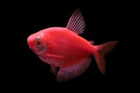 picture of Glofish® Starfire Red® Tetra Reg                                                                     Gymnocorymbus ternetzi