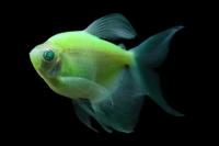 picture of GloFish® Long-Fin Electric Green® Tetra Reg                                                          Gymnocorymbus ternetzi