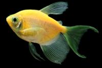 picture of GloFish® Long-Fin Sunburst Orange® Tetra Reg                                                         Gymnocorymbus ternetzi