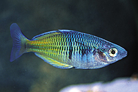 picture of Boesemani Rainbow Reg                                                                                Melanotaenia boesemani