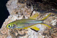 picture of Celebese Rainbow Reg                                                                                 Telmatherina latigesi