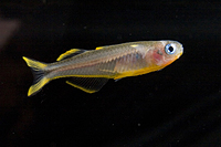 picture of Furcata Rainbow Reg                                                                                  Pseudomugil furcatus