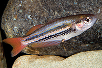 picture of Redtail Eight Line Rainbow Reg                                                                       Melanotaenia splendida australis