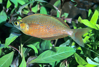 picture of New Guinea Rainbow Reg                                                                               Glossolepis incisus