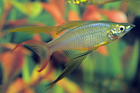 picture of Threadfin Rainbow Reg                                                                                Iriatherina werneri