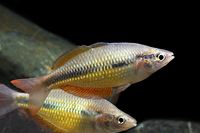 picture of Yellow Rainbow Reg                                                                                   Melanotaenia herbertaxelrodi