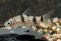 picture of Arulius Barb Reg                                                                                     Dawkinsia arulius