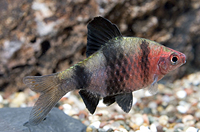 picture of Black Ruby Barb Reg                                                                                  Puntius nigrofasciatus