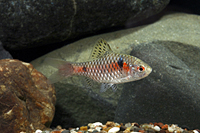 picture of Odessa Barb Reg                                                                                      Pethia padamya