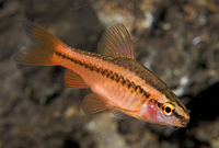 picture of Cherry Barb Reg                                                                                      Puntius titteya