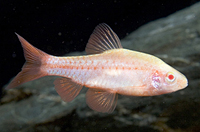 picture of Albino Cherry Barb Reg                                                                               Puntius titteya 'Albino'