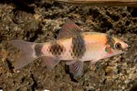 picture of Red Panda Barb Reg                                                                                   Haludaria fasciata