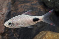 picture of Filamentosus Barb Reg                                                                                Dawkinsia filamentosus