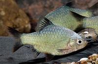 picture of Green Platinum Tiger Barb Med                                                                        Puntius tetrazona 'Green Platinum'