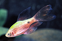 picture of Longfin Rosy Barb Reg                                                                                Pethia conchonius 'Longfin'