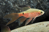 picture of Longfin Rosy Barb Male Reg                                                                           Pethia conchonius 'Longfin'