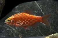 picture of Neon Rosy Barb Lrg                                                                                   Pethia conchonius 'Neon'