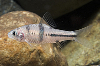 picture of Spanner T Barb Reg                                                                                   Puntius lateristriga