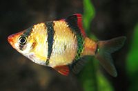 picture of Tiger Barb Reg                                                                                       Puntius tetrazona