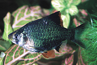 picture of Green Tiger Barb Med                                                                                 Puntius tetrazona 'Green'