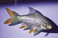 picture of Redtail Tinfoil Barb Sml                                                                             Barbus schwanenfeldi