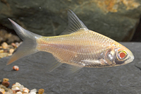 picture of Golden Tinfoil Barb Reg                                                                              Barbus schwanenfeldi 'Gold'