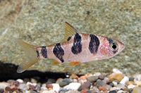 picture of Round-Banded Barb Reg                                                                                Barbus rhomboocellatus