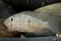 picture of Geophagus Brasiliensis Cichlid Med                                                                   Geophagus brasiliensis