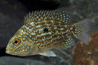 picture of Green Texas/Carpintis Cichlid Reg                                                                    Herichthys carpintis