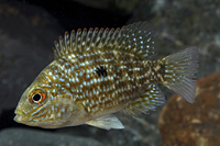 picture of Green Texas/Carpintis Cichlid Med                                                                    Herichthys carpintis