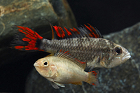 picture of Double Red Apisto Cacatouides Cich Pair Reg                                                          Apistogramma cacatuoides 'Double Red'