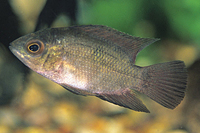 picture of Chocolate Cichlid Reg                                                                                Hypselecara temporalis