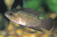 picture of Chocolate Cichlid Med                                                                                Hypselecara temporalis