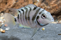 picture of Convict Cichlid Reg                                                                                  Archocentrus nigrofasciatus