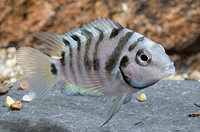 picture of Convict Cichlid M/S                                                                                  Archocentrus nigrofasciatus