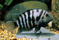 picture of Convict Cichlid Lrg                                                                                  Archocentrus nigrofasciatus