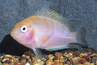 picture of Pink Convict Cichlid Reg                                                                             Archocentrus nigrofasciatus 'White'