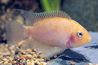 picture of Pink Convict Cichlid Med                                                                             Archocentrus nigrofasciatus 'White'