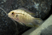 picture of Curviceps Cichlid Reg                                                                                Laetacara curviceps