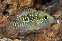 picture of Jack Dempsey Cichlid Med                                                                             Rocio octofasciata