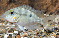 picture of Firemouth Meeki Cichlid Reg                                                                          Thorichthys meeki